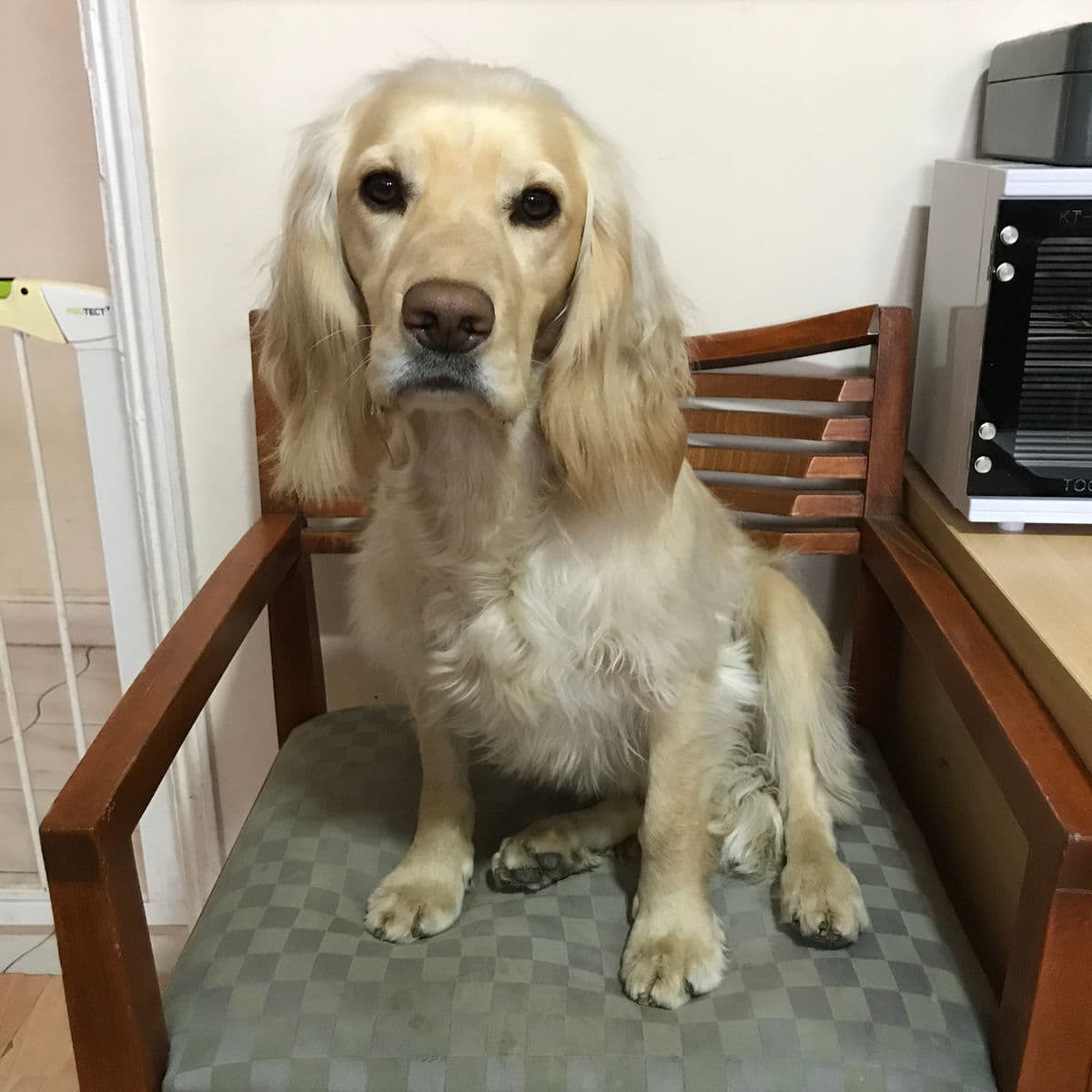 Dog Grooming