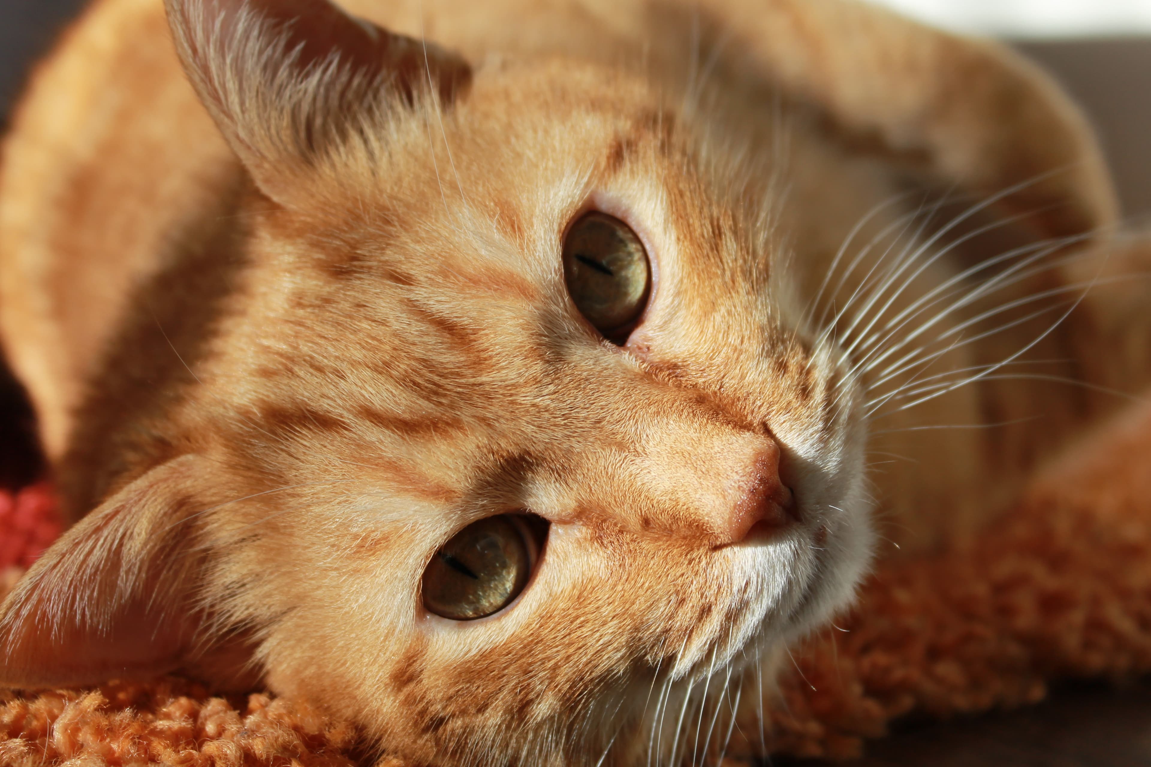 A cat from Ayla's grooming gallery