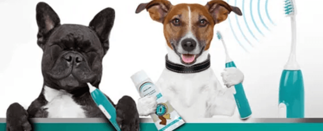 emmi-pet toothbrush illustration from the salon’s website